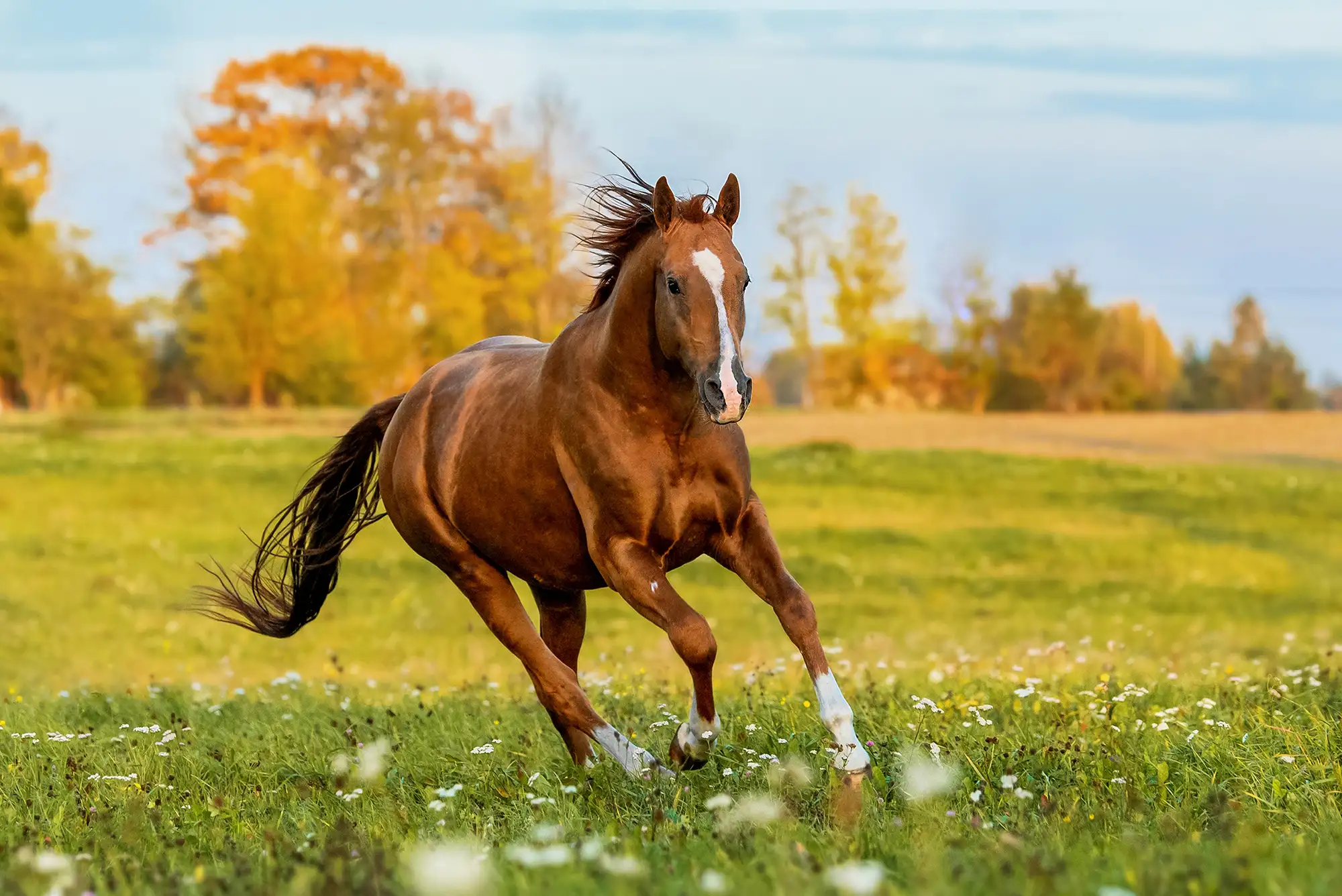 Horse2