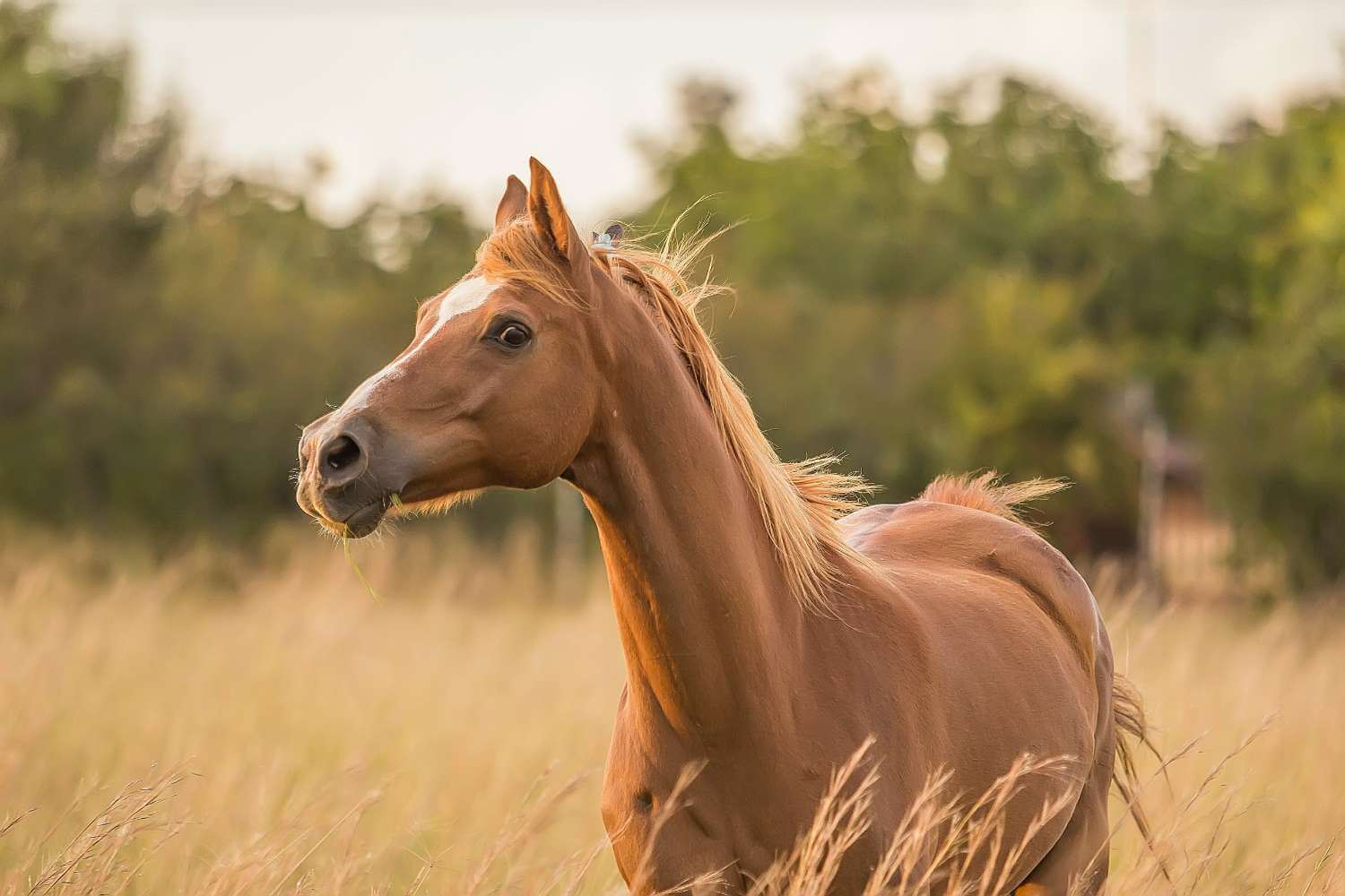 Horse2